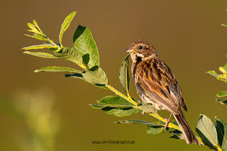 Wildlifefotografie Rohrammer Lippeaue Olaf Kerber