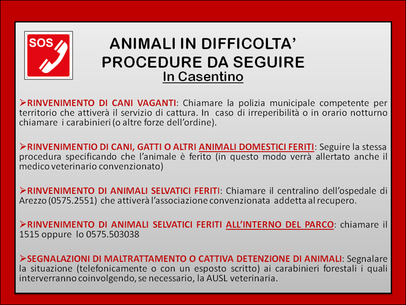 EMERGENZA ANIMALI IN DIFFICOLTA’ 2