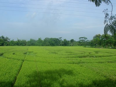 Foto Crop Circle Di Yogyakarta