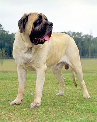 American Mastiff Dog iPhone Wallpaper