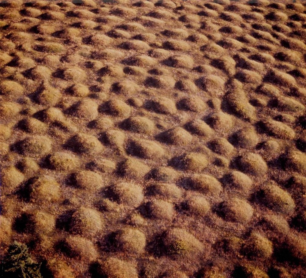 mima-mounds-8 mima-mounds-8