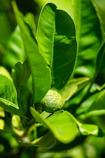 Naturfotografie Madarinenbaum Mandarine Kroatien Olaf Kerber