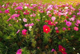 field of blossoming cosmos, flowers