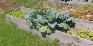Rosie's lettuce, and Angela's cabbage