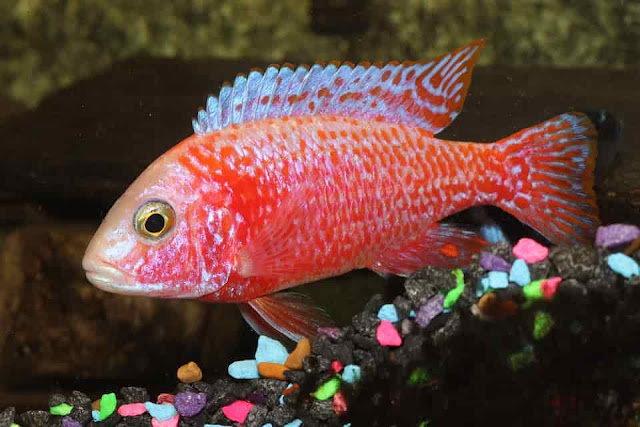 peacock cichlid