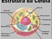 Estrutura Da Celula Animal E Vegetal