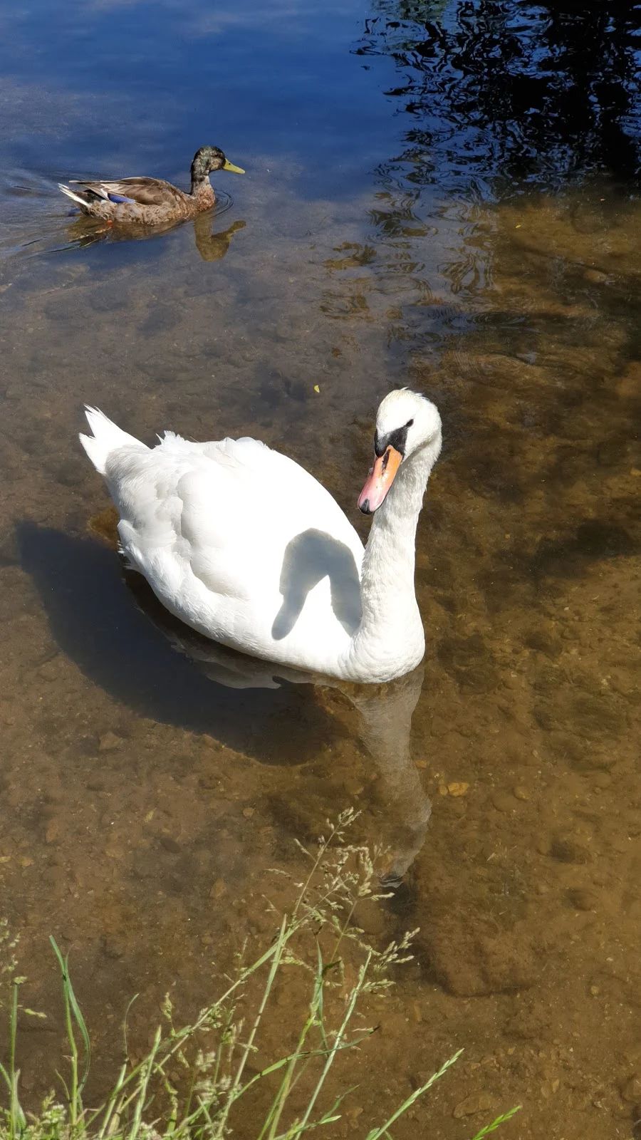 Swans on The River Meden