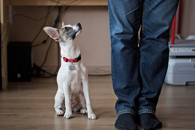 parson russell terrier szczeniak