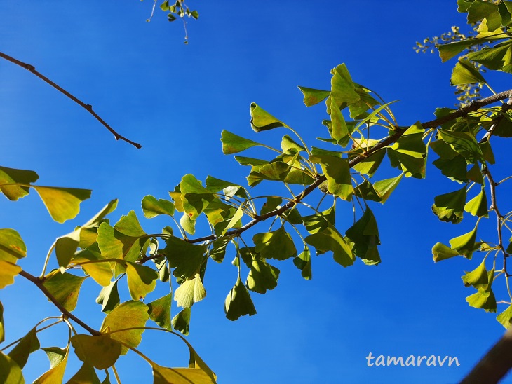 Гинкго двулопастный (Ginkgo biloba)