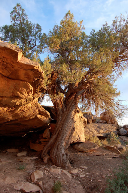 Pinion Pine and Red Rocks at Sunset Near Moab Utah