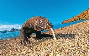 Varanus Komodoensis adalah binatang langka dan paling dilindungi di TNK