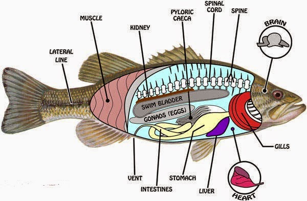 Digestoria, muscularia, sceleton, circulatoria, respiratoria, urogenitalia, organon visus, nerverum