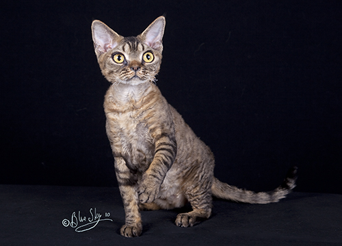 Jenis Kucing Devon Rex.jpg