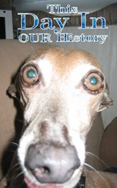 DIH - Dasher's Closeup