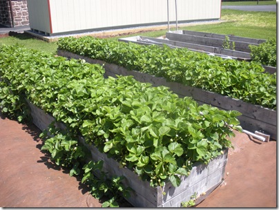 garden 5-13 017