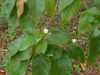 Ti bois de senteur - Croton mauritianus