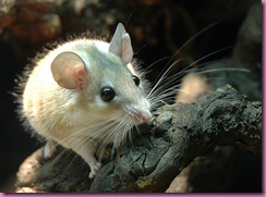 800px-Sinaistachelmaus