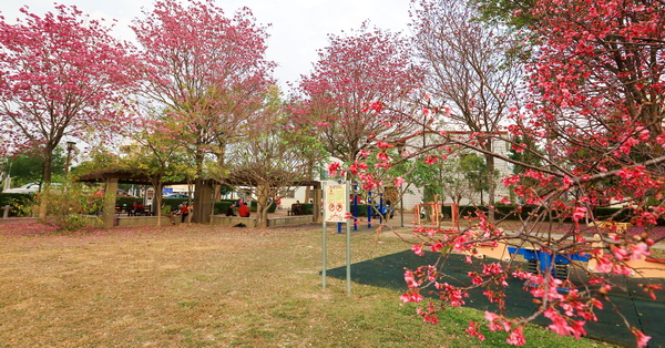 台中太平大源公園櫻花和風鈴木齊開，豐年社區公園別有洞天裝置藝術