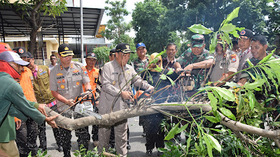 732 Pohon Rawan Tumbang di Lamongan, 224 Pohon Sudah Dikepras  