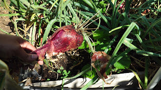 Over-watered onions rot