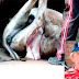 Denúncia – Animais são maltratados e mortos em Itaituba