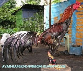 Ayam Bangkok Gombong