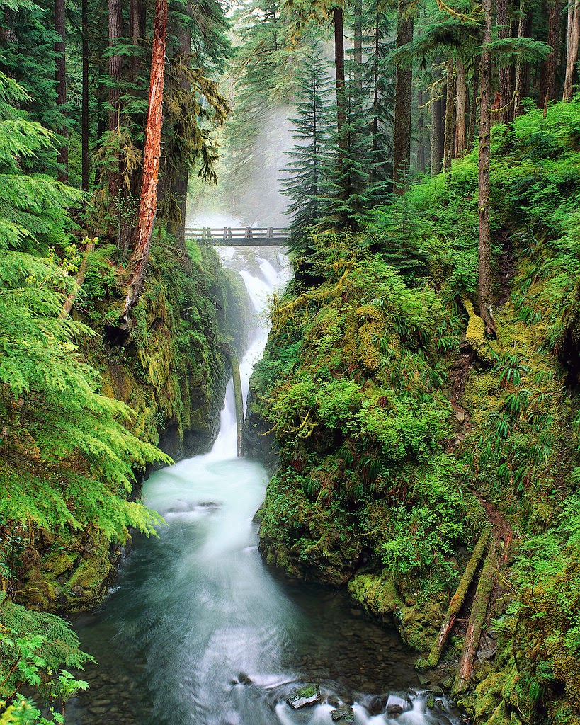 The Great Bear Rainforest 10 Worlds Amazing And Beautiful Forests