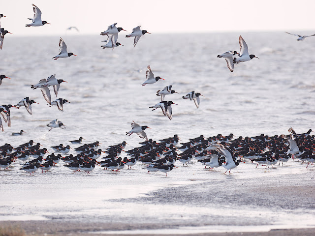 Austernfischer warten auf die Ebbe (300mm, f/4, 1/1250sek, ISO200)