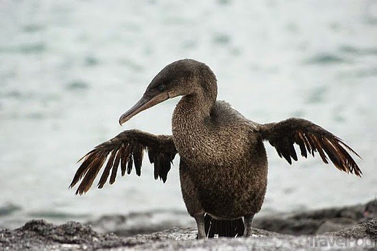 Burung Yang Tidak Bisa Terbang