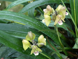 Polystachya galeata 'Jardin Botanique de Montréal'