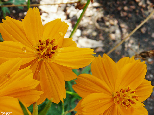 Macro...Cosmos Flowers, of three  in a never ending field of pure GOLD!