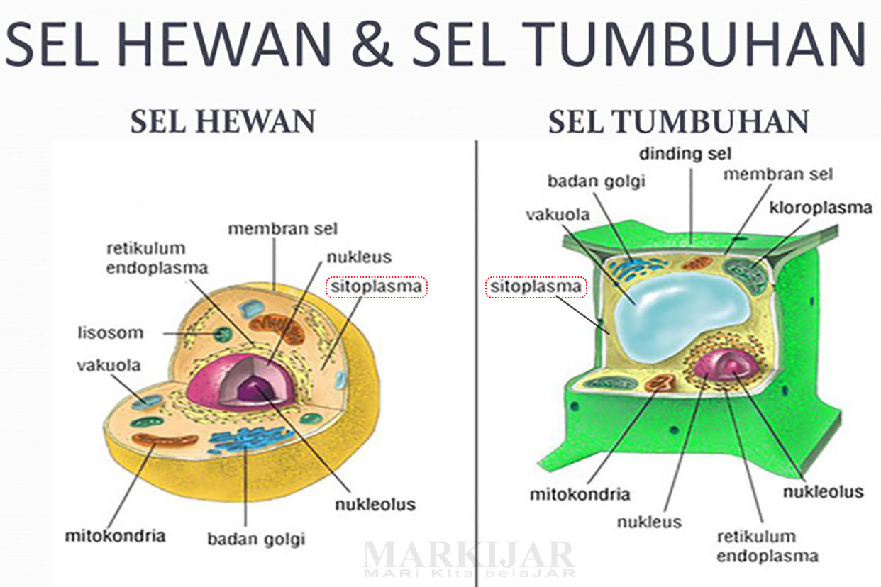 3 Bagian Sitoplasma, Lengkap Pengertian, Ciri, Fungsi 