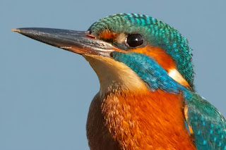 Kingfisher DFBridgeman