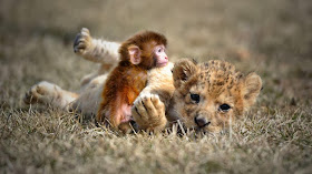 Funny animals of the week - 7 February 2014 (40 pics), baby monkey and lion cub playing