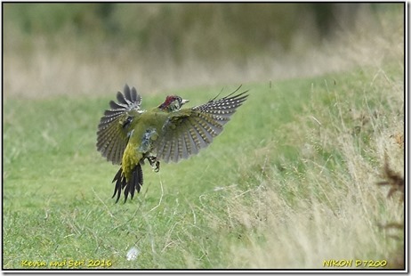 Bradgate Park - October