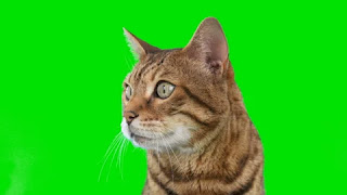 wat with very long meow meme green screen