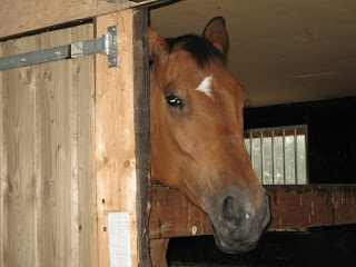 boerderij;Tara merrie