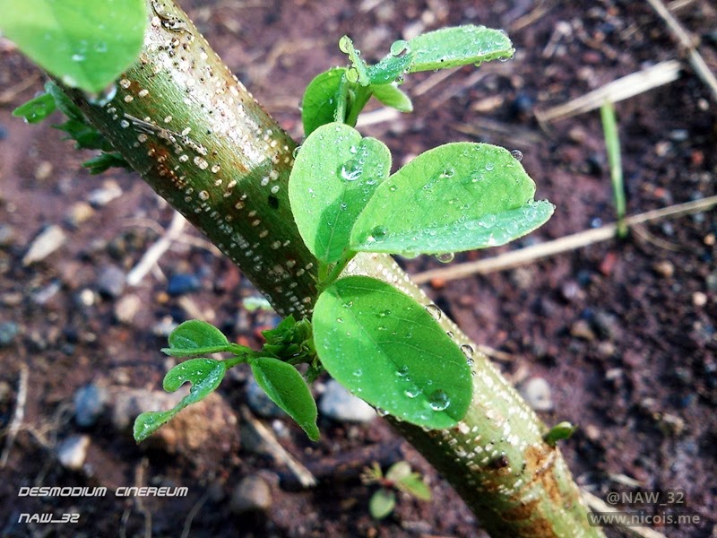 liquid organic fertilizer treatment on Desmodium  cinereum 