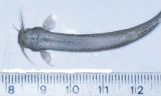 WOULD THE CANDIRU FISH REALLY EAT YOUR GENITALS?