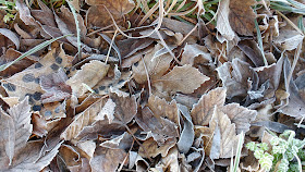 midwinter frost in Norfolk countryside