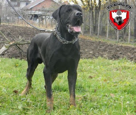 SOP - Serbian Defense Dog