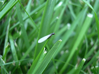 termite swarmers emerging from an urban lawn