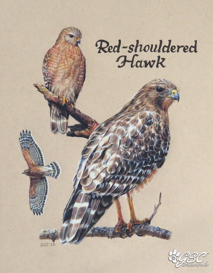 red-shouldered-hawk.jpg