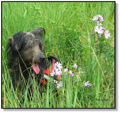 Hund im Gras