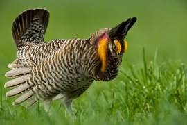 http://mdc.mo.gov/discover-nature/field-guide/greater-prairie-chicken