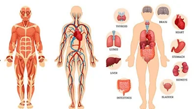 ಮಾನವ ದೇಹದ ಕುರಿತಾದ ಸಂಪೂರ್ಣ ಮಾಹಿತಿ : Complete Information About Human Body