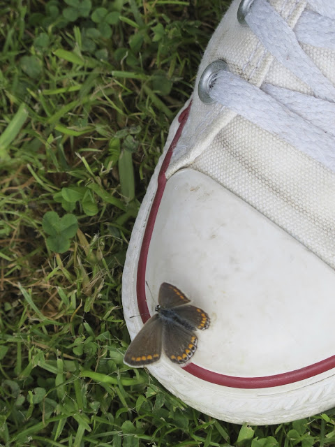 butterfly on my shoe