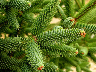 Abies pinsapo - Pinsapo