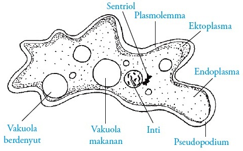 Rhizopoda Filum Sarcodina Pengertian Ciri ciri 