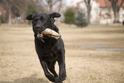 Black Lab career change dog Keifer